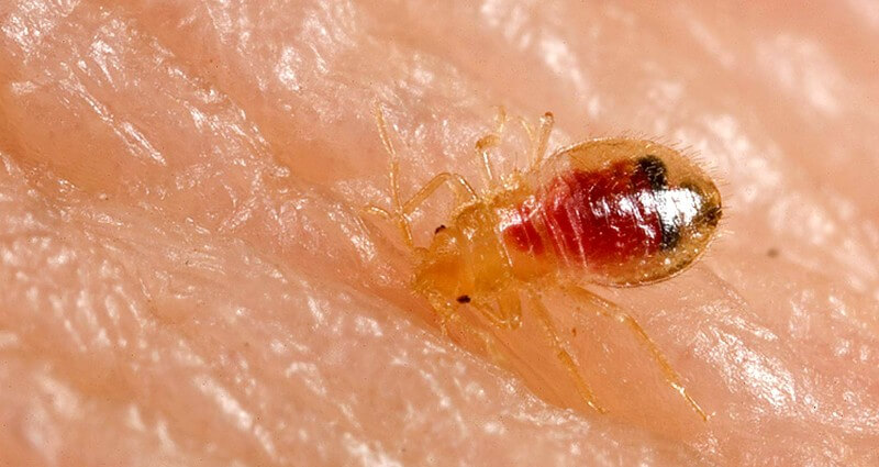 Bed Bug Treatment In Cape Coral