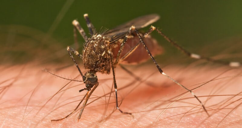 mosquito control service in Cape Coral