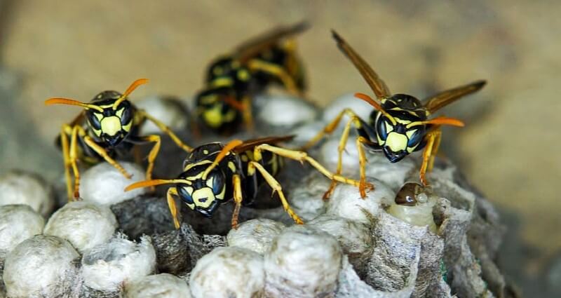 wasp control & nest removal services in Cape Coral