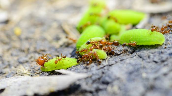 Fire Ant Control Services In Cape Coral