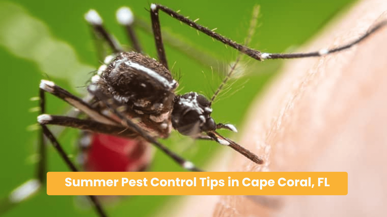 Summer Pest Control Cape Coral FL